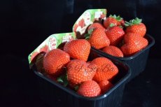 2 potjes belgische  aardbeien