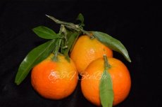 clementijnen met blad per kg