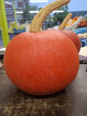 Grote pompoen