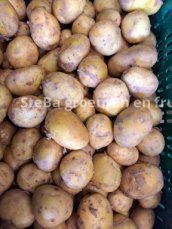 1 kg nieuwe kleine belgische aardappelen