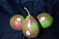 nieuwe oogst qtee peren per kg