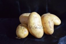 nieuwe witte belgische aardappelen grote 1 kg