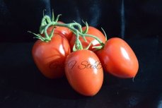 prunella tomaten